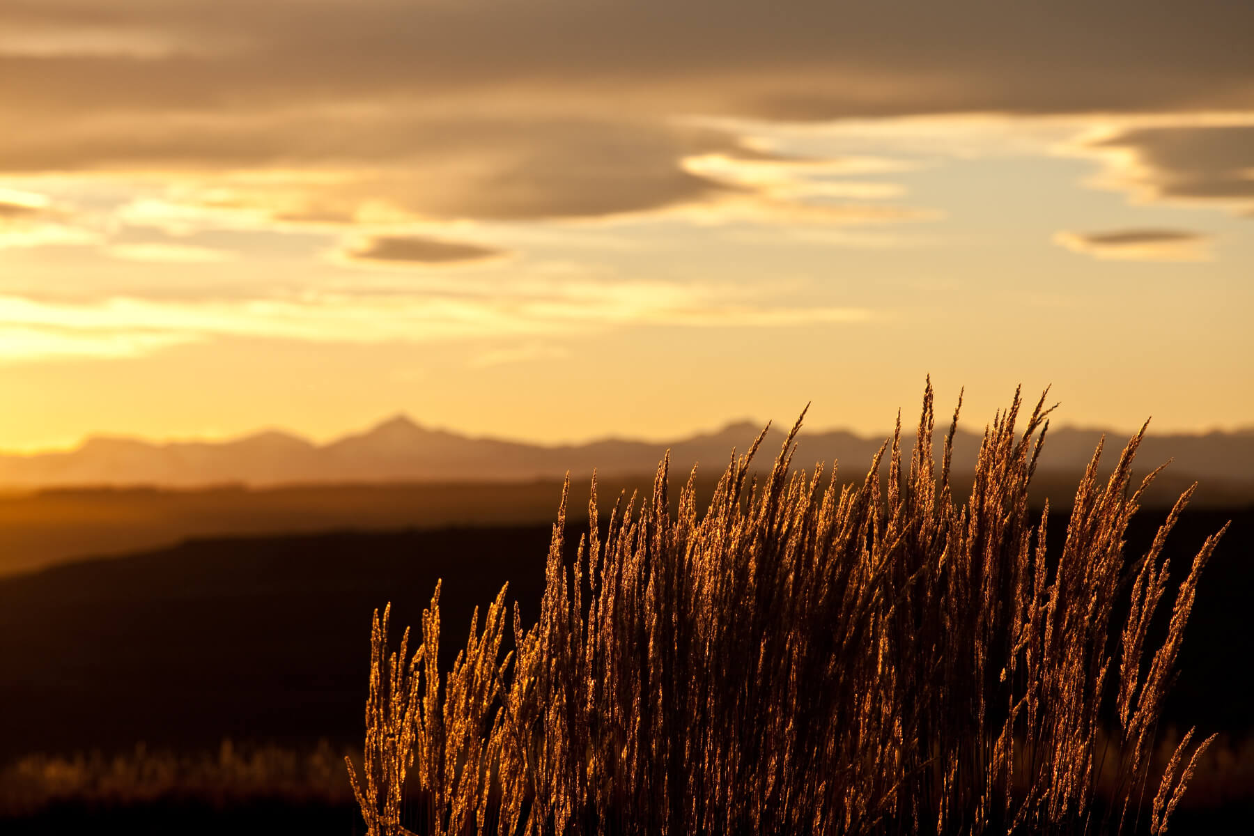 Wheat field with a golden sky and mountains in the background